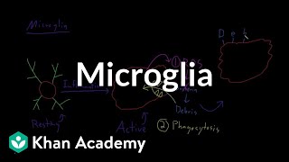 Microglia  Nervous system physiology  NCLEXRN  Khan Academy [upl. by Nan]