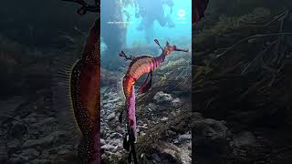 Diver spots male seadragon with vibrant pink eggs  ABC News [upl. by Yrem744]