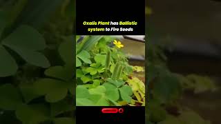 Oxalis Plants Incredible Ballistic Seed Dispersal Explained [upl. by Dlopoel147]