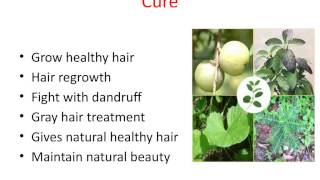 Looking For Ayurvedic Hair Colour Cures [upl. by Llenod66]