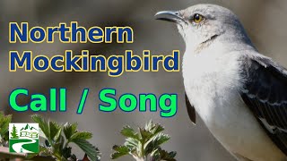 Mockingbird call  song  sounds [upl. by Sontag32]