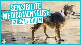 La sensibilité des chiens aux médicaments MDR1 [upl. by Urias]