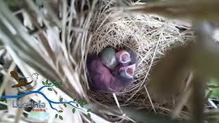 Luscinia megarhynchos Breeding season 22052024 first day 🐣🐣🐣🐣 [upl. by Nolat253]