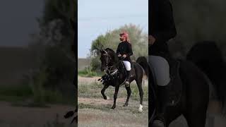 Amazing black arabian stallion arabian horse [upl. by Crosse]