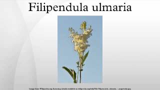 Filipendula ulmaria [upl. by Oiciruam757]