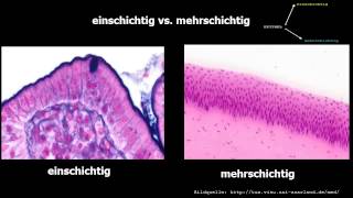 Histologie ─ Oberflächenepithelien [upl. by Eiramnerual]