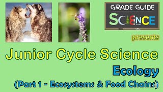 Ecology Part 1  Ecosystems amp Food Chains  Junior Cycle Science  Revision Video [upl. by Onihc395]