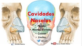 Anatomía  Cavidade Nasales Porción Ósea Límites Forámenes Coanas Meatos [upl. by Bunder]