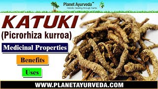 Katuki  Picrorhiza kurroa  Benefits Uses amp Medicinal Properties [upl. by Haleelahk]