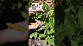 Double Your Dalias With This Easy Tip gardening howtopinchdahlias dahlias howtogrowdahlias [upl. by Tildi]