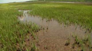 The Effects of Seagrass Wrack on Salt Marshes In the Grass [upl. by Kellyn]