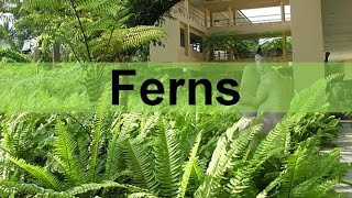 Fern Plants and their Life Cycle seedless vascular updated [upl. by Valiant]