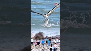 Amazing to see osprey hunting fish [upl. by Alaster]