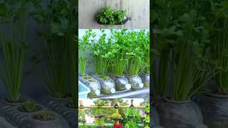 Easy coriander cultivation at home YouTube shortsreels videos [upl. by Loftus]