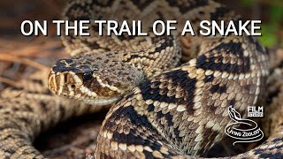 On the trail of the deadly venomous Eastern diamondback rattlesnake in Florida [upl. by Paddy]