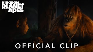 Kingdom of the Planet of the Apes I quotCampfirequot Official Clip [upl. by Einnij477]