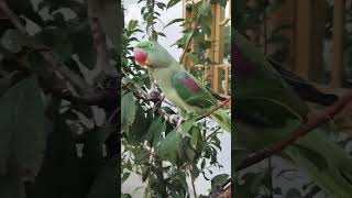 Parrots talking clear voice 😘😱🦜 [upl. by Yoong]