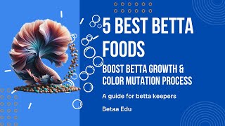 5 Best Betta Fish Foods  Betta Fish Diet  Betta Guide amp Tips [upl. by Rudelson]