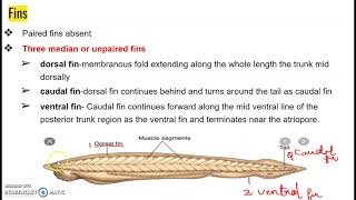 Branchiostoma Amphioxuspart1 [upl. by Chao]