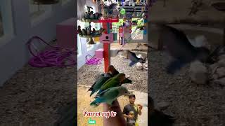 আমাদের পাখির খামার Our bird farm [upl. by Aneekahs]