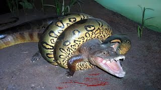 30 Times Animals Messed With Wrong Anacondas [upl. by Oinota90]