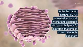 Filopodia respond to SOCE through a mechanism involving STIM1 Orai and TRPC1 [upl. by Yruama]