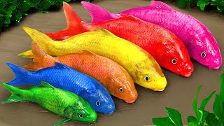 Cartoon crocodile pink snake and colorful eel  Colorful baby fish  Stop Motion Funny Animation [upl. by Perry252]