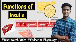 Insulin Hormone FunctionsEndocrine Pancreas Endocrine Physiology LecturesMBBS Ashish [upl. by Fennell]