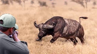 The last moments of the African buffalo African buffalo hunting with guns and arrows [upl. by Yenoh]