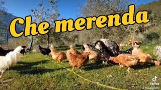 una merenda estiva alle galline [upl. by Findlay639]