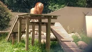 Leão rugindo no zoológico de Curitiba [upl. by Anirres]