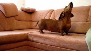 Dachshund song 2 [upl. by Saunders]