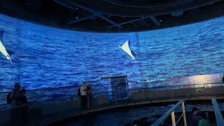 Kinosaki Marine World  Hyogo japan  Short video clips [upl. by Eb439]