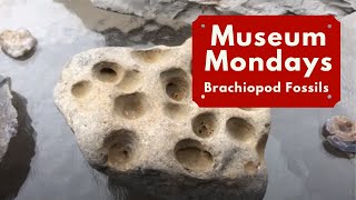 Brachiopod Fossils  Museum Mondays [upl. by Burkhard]