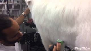 Grooming a Great Pyrenees and removing undercoat [upl. by Aleahcim]