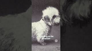 Dandie Dinmont Terriers are considered a rare breed dogs rarebreed [upl. by Yregerg]