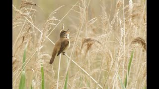 Great Reed Warbler Ouse Fen RSPB Cambridgeshire 18524 [upl. by Ronoc]