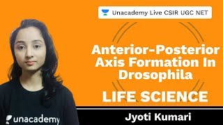 Anteriorposterior axis formation in Drosophila  Unacademy Live CSIR UGC NET  Jyoti Kumari [upl. by Arodnap237]