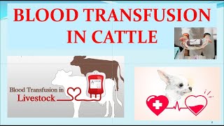 BLOOD TRANSFUSION IN A CALF FIELD CONDITION [upl. by Selym120]