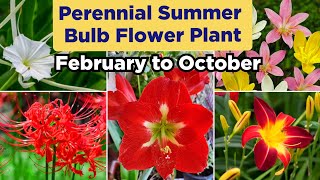 Top Summer Flower Bulb Plant  Summer Flowering Bulb Plant  Permanent Flowering Bulb Plant in india [upl. by Kosaka]