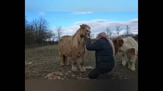 Clipping The Hairy Shetland With Liveryman Harmony Plus Clippers [upl. by Ydroj]