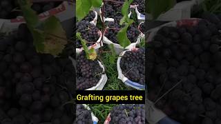 Grafting grapes tree and get faster fruiting grape grafting shortsvideo [upl. by Xuaeb]