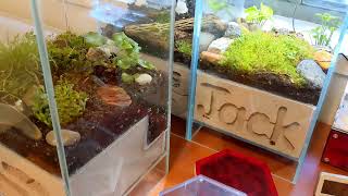 Build a Glass amp Hebel Camponotus Formicarium [upl. by Soble]