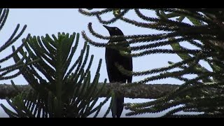 CANTO DEL ZANATE CARIBEÑOCARIB GRACKLEQuiscalus lugubris [upl. by Assenav]