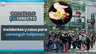 LAS CONDES Más de 12 mil personas llegaron a buscar tulipanes gratis  Contigo en Directo [upl. by Inaj]