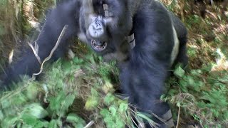 Mountain Gorilla family in Rwanda  Silverback male falsecharges [upl. by Oakman]