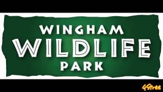 Wingham Wildlife Park [upl. by Teiv827]