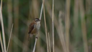 Moustached Warbler Acrocephalus melanopogon [upl. by Jerrylee779]