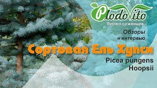 Сортовая Ель колючая Хупси I Picea pungens Hoopsii [upl. by Xenos]