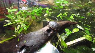 Seven Mud Turtle Hatchlings  September 10 2010 [upl. by Henni]